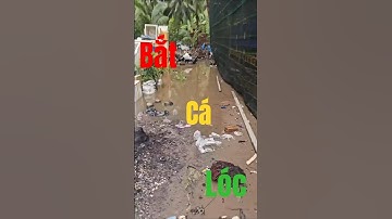 Bắt cá lóc sau cơn mưa lớn