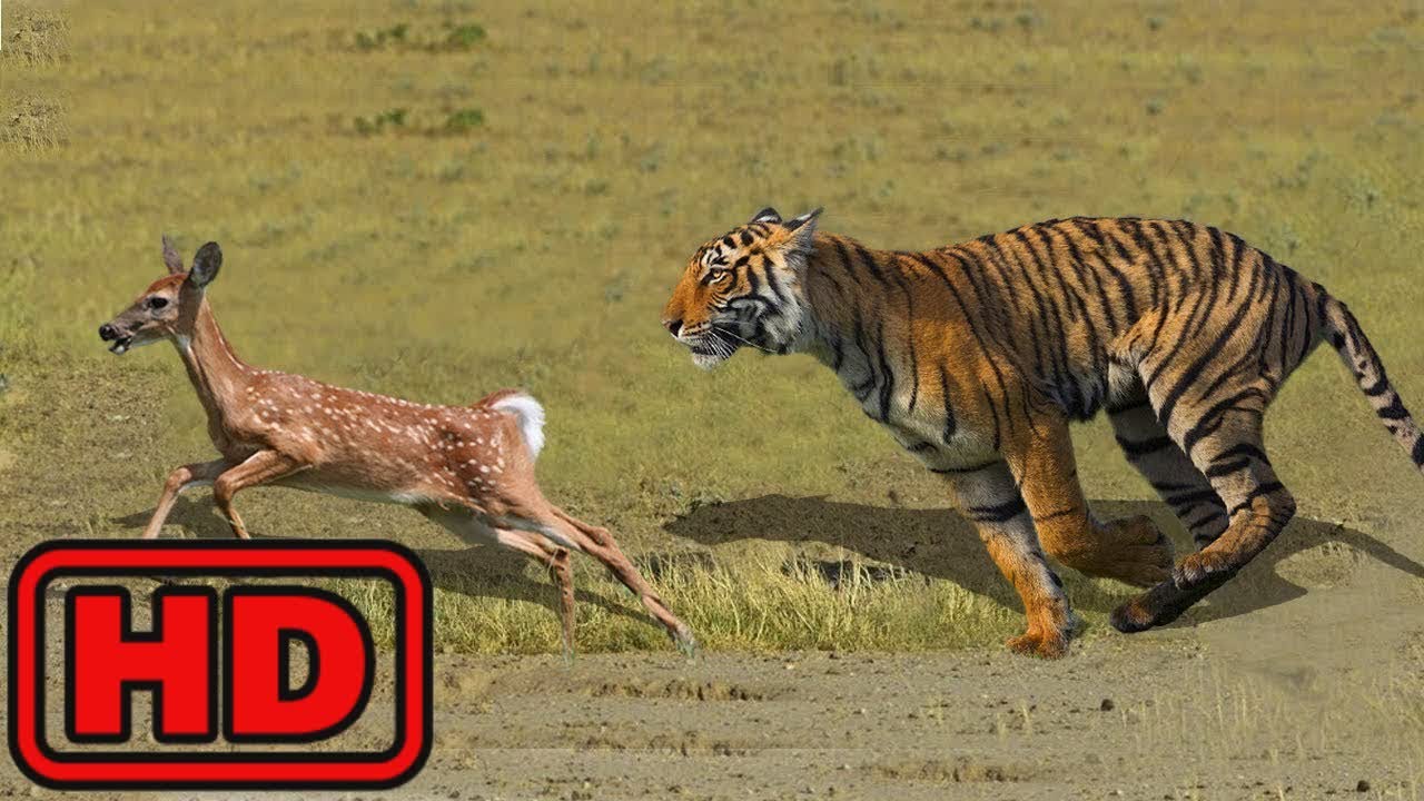 TIGRE VS | VENADO Ciervo de Bebé Intentar Escapar De la Caza del Tigre