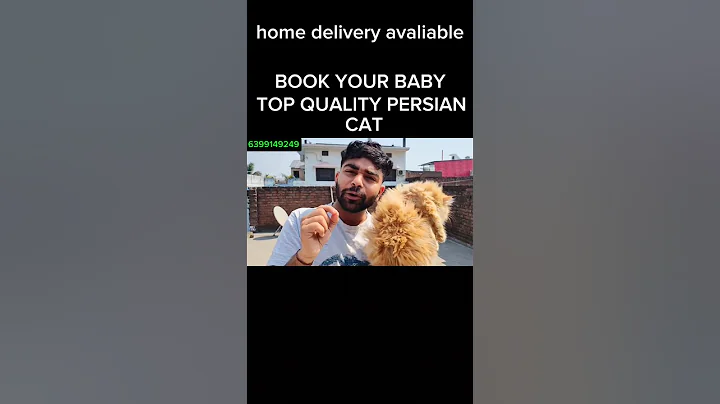 Video 8073941: persiancat cat kitten pets, persiancat kitten catlovers pet, quality persian cat, persiancat catfood, persian cat male, cute persian cat, best cat food