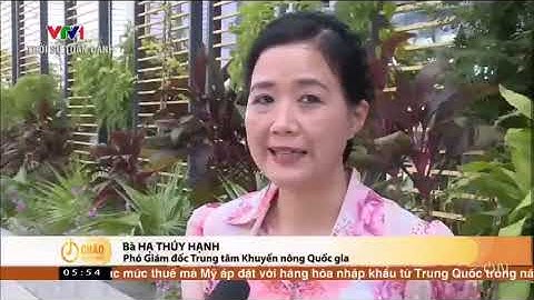 QUẾ LÂM - VTV1 CHÀO BUỔI SÁNG: CHĂN NUÔI HỮU CƠ ỨNG DỤNG CÔNG NGHỆ VI SINH