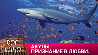 картинка: 🎭АКУЛЫ. ПРИЗНАНИЕ В ЛЮБВИ🌎 ДОКУМЕНТАЛЬНЫЙ ФИЛЬМ 🎆 2019