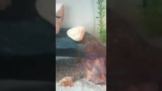 my Goldfish laid eggs forthe first time since I've had her