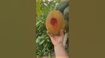 Cái gì cũng có cái giá của nó #vuinhon#giảitris#video#shorts