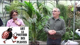 Conseil Jardinage Entretien Et Arrosage Du Palmier Kentia Howea Plante Verte Dintérieur
