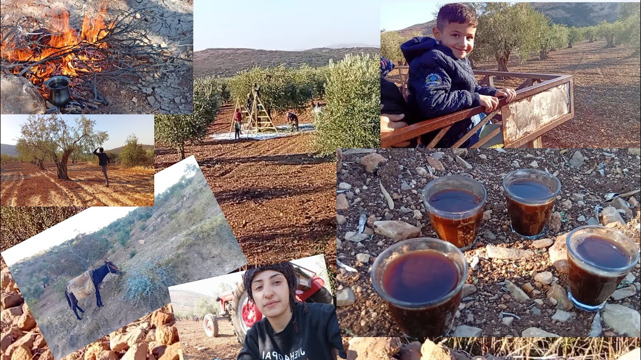 اليوم رحنا حوشنا زيتون 😍انبسطنا كتير #حملة_توصيل_القناة_1000_مشترك #اكسبلور 