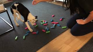 Puppytraining • Scent Discrimination