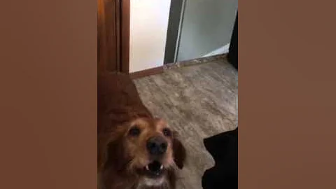 Dynamic Duo
