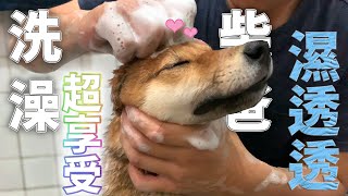 柴犬洗澡囉你享受我濕透柴犬VLOG【米修與歐歐】