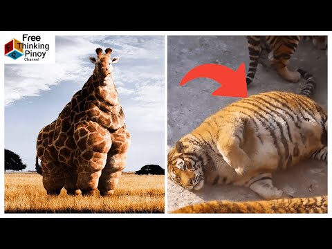 Tiger hindi na makabangon dahil sa katabaan | Obese Animals Overweight