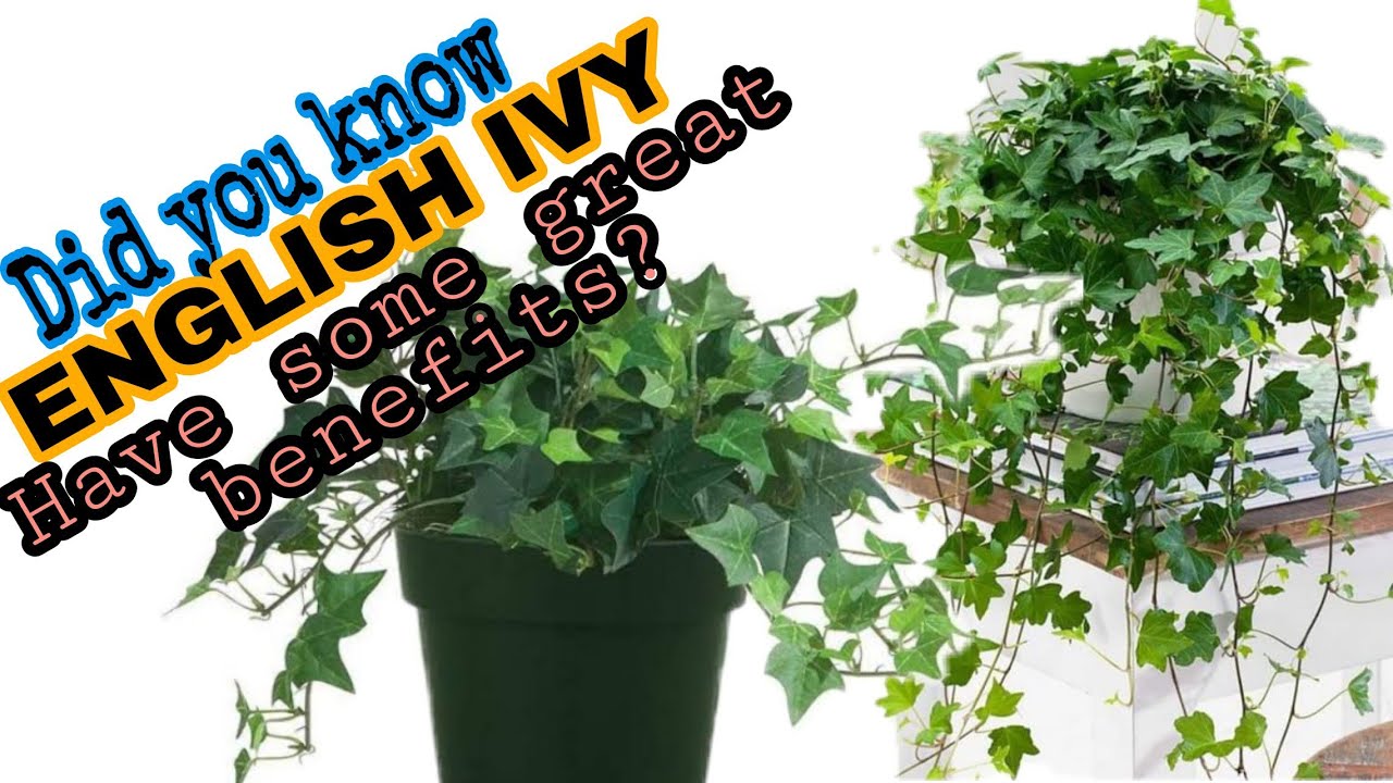 flower seeds for indoor plants Complete Indoor Growing Seed Starting Kit Annual Flower Seeds from Ferry-Morse Seeds