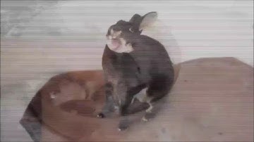 HowToBasic Collab (Preview)