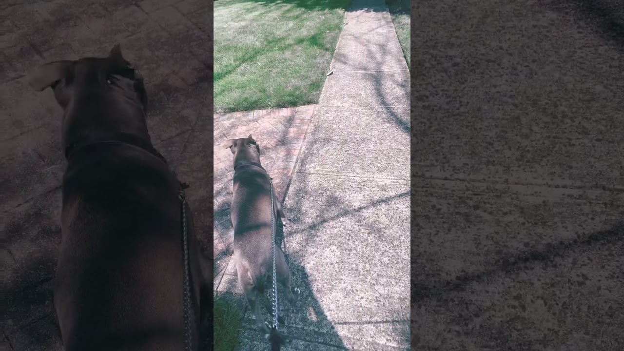 2 good boys on a walk! 