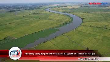 Nhiều nông hộ ứng dụng mô hình “Canh tác lúa thông minh ướt   khô xen kẽ” hiệu quả