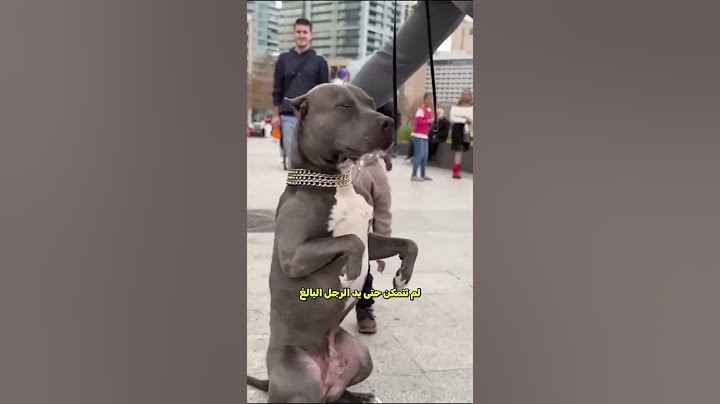 الكلب المسكين 🐶😳!