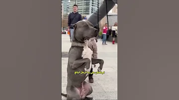 الكلب المسكين 