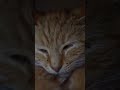 Kasian banget cing 😭  #cats #kitten #shortsfeed #videoshort #cute #shorts