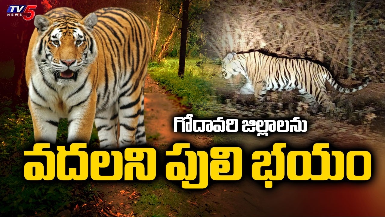 టైగర్ రిటర్న్స్...? Tiger Hulchul In Godavari Districts - Tiger Spotted At Gangavaram Mondal | TV5