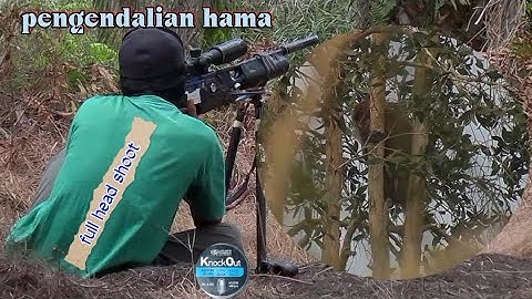 edan...Tembak monyet liar ketika bikin resah petani