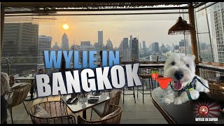 A Westie Dog in Bangkok