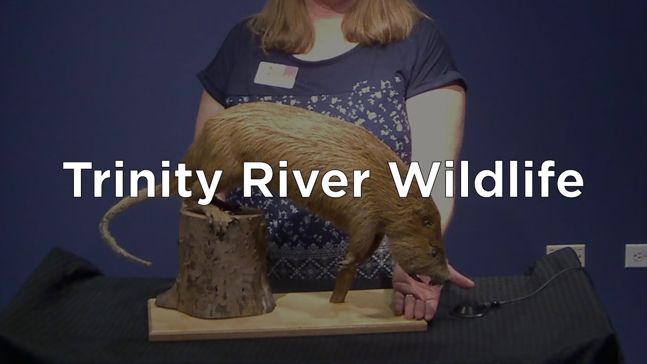 Trinity River Wildlife