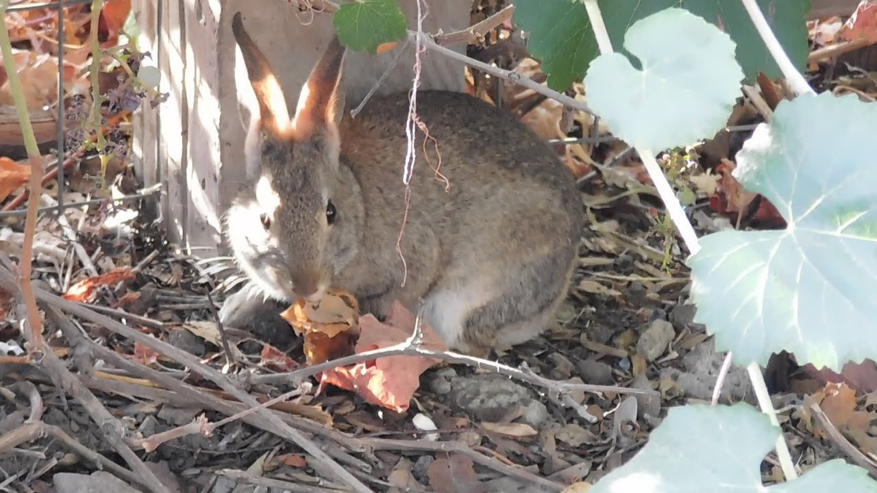 Speedy, House Sparrows, Fluffy, CottonTailed Rabbit, Park Birds, Wild ...