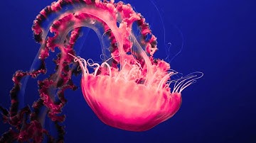 Jellyfish: The Brain-Free Blobs That Conquered the Ocean