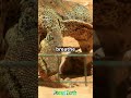 Meet The Real Life Dragon Komodo 