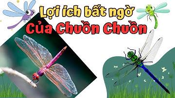 Những Lợi ích Không Tưởng Của Chuồn Chuồn Đối Với Con Người