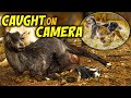 Goat Birth / Kidding CAUGHT ON CAMERA! Moved To The BARN! Homestead // Farm // Ranch