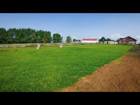 Видео: Тревна трева 