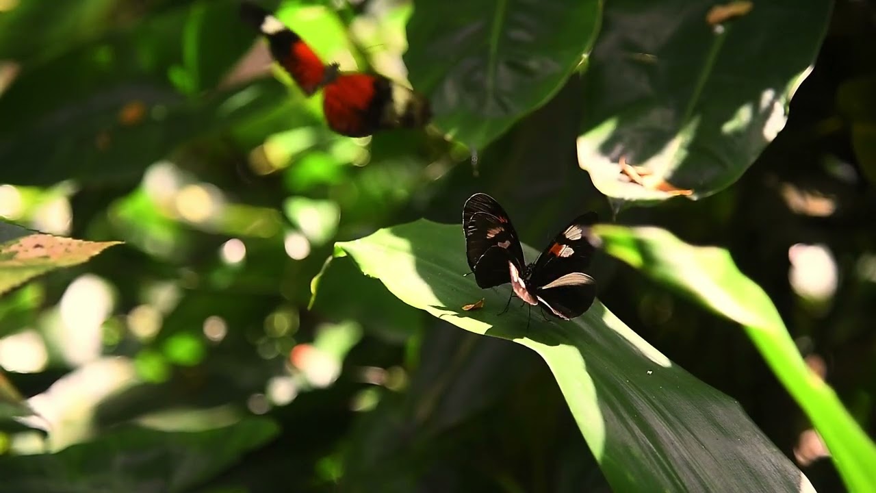 Butterfly - California Sister (Adelpha californica)