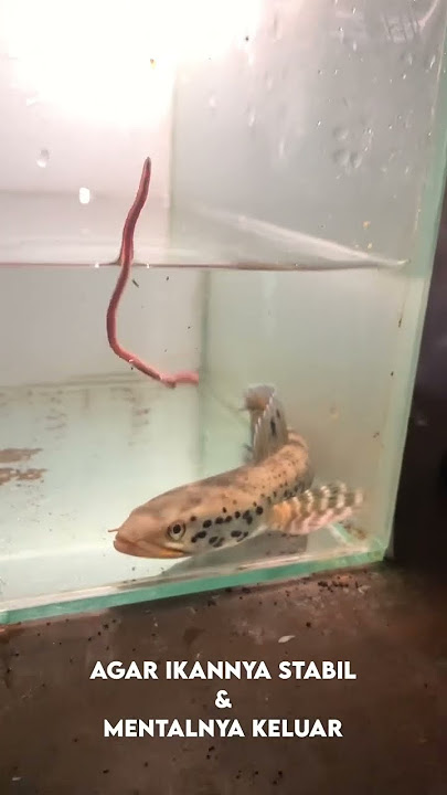 Cerita Semenit - Update Kondisi Channa Orna & Pulchra Jumbo Tangkapan Alam 🤩