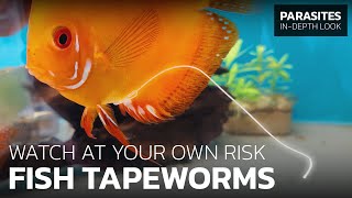 This Asian Tapeworm Is Nasty & Deadly Bothriocephalus Acheilognathi