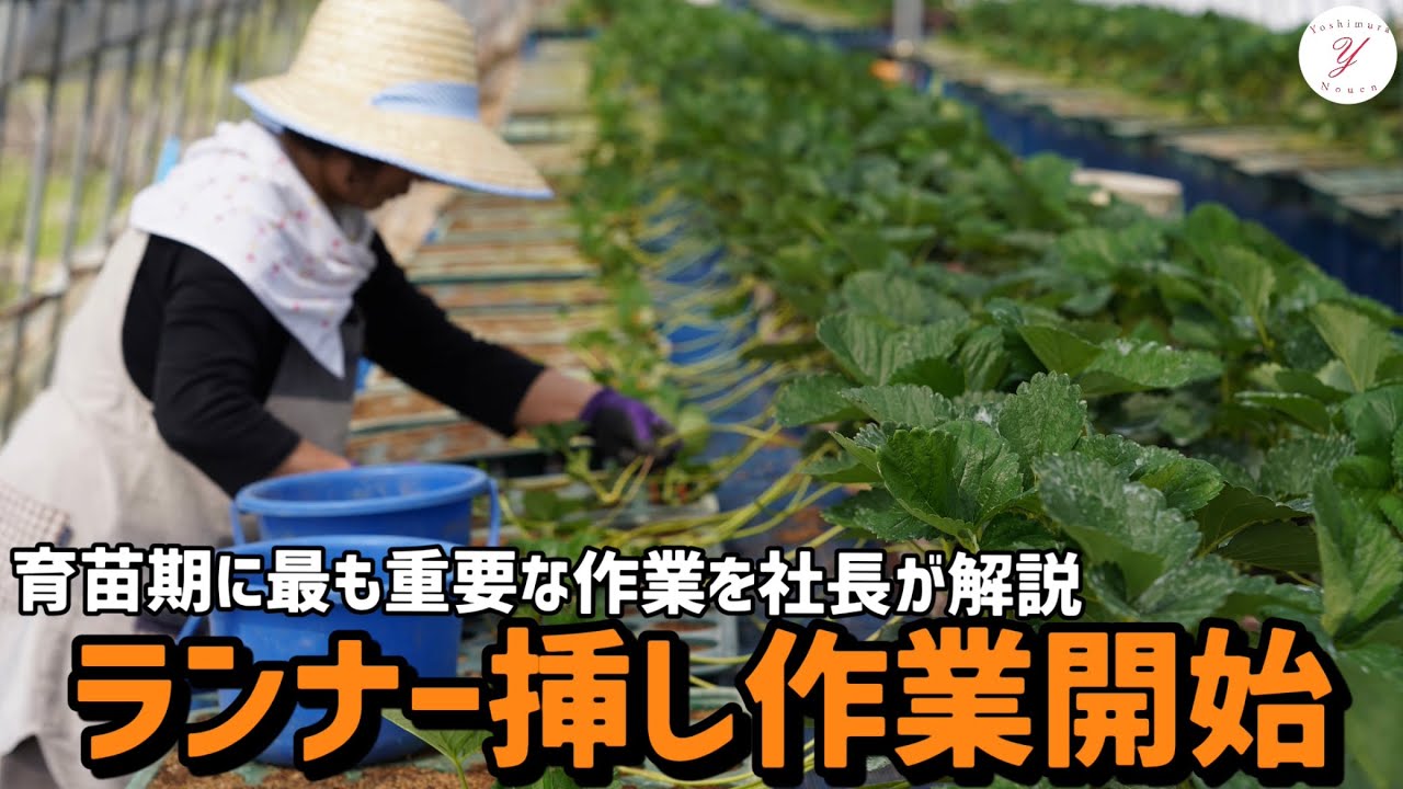 いちご栽培 いちご農家」ランナー挿し作業開始※ランナー挿しを解説