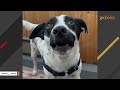 Blind dog has learned to find the ball...even in water