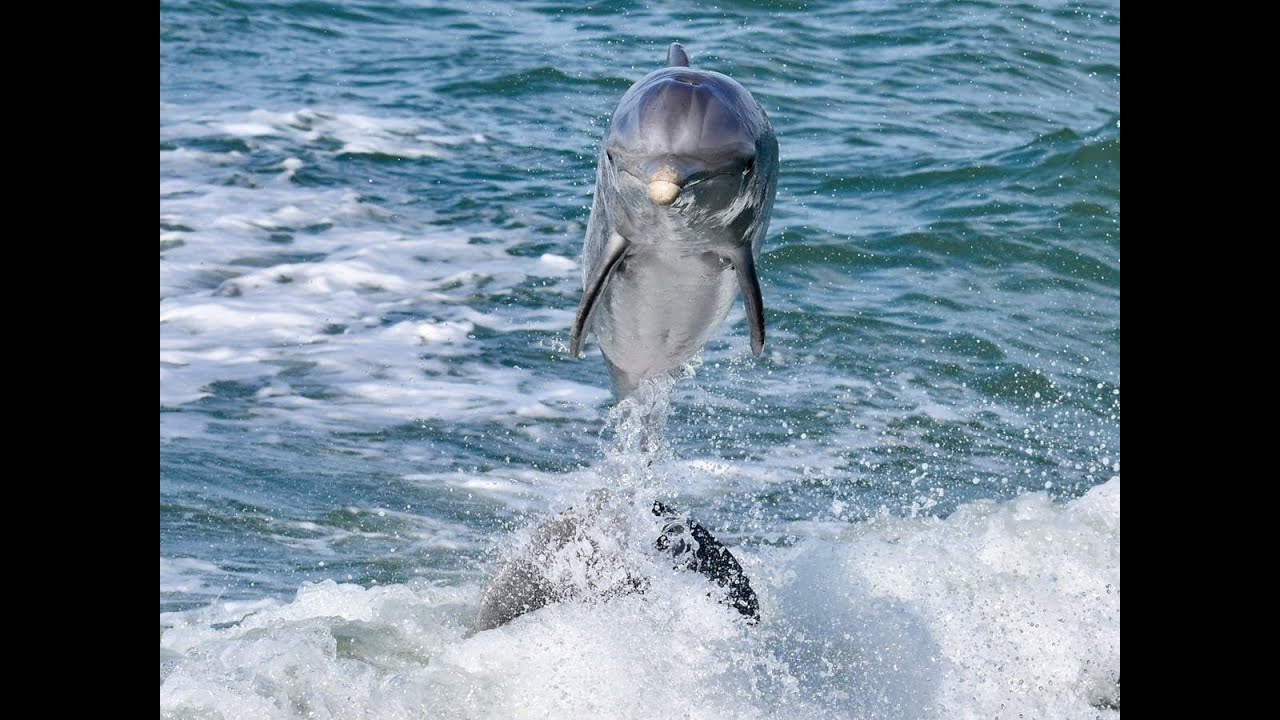 Bob McConville: The Dolphins of Marco Island