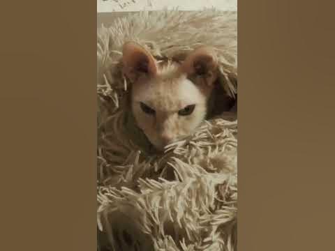 дикая кошка ПИРАМИДА готовится ко сну #кошки #кошкисмешные #wtf #жизнь ...