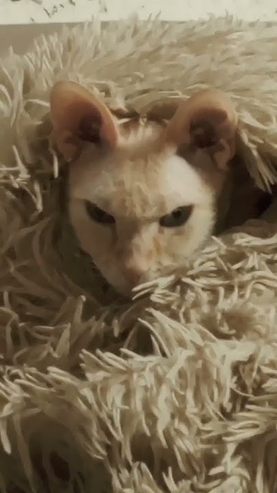 дикая кошка ПИРАМИДА готовится ко сну #кошки #кошкисмешные #wtf #жизнь ...