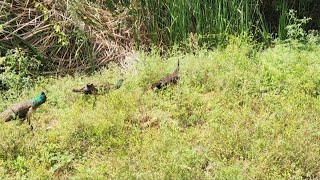 Peacocks walk silently! | They hide in bush | Raise their heads to look out