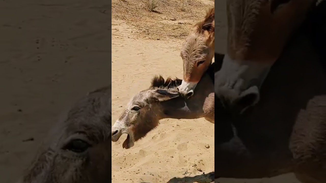 Donkey friendship meeting short 