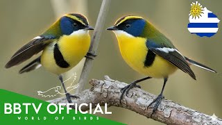 Birds Of Uruguay Most Beautiful Birds Found in Uruguay You ve Never Seen BBTV