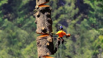 Dangerous Tree cutting down Skills ! Huge Cedar Trees Felling Climbing with Chainsaw Machines