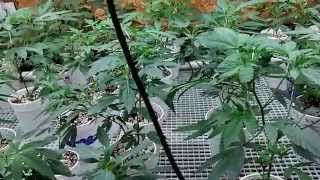 Veg Training Week 1 And Week 2