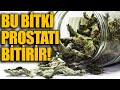 Bu bitki prostati btrr