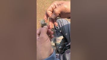 Cách móc nhái thật nhanh nhất #fishing