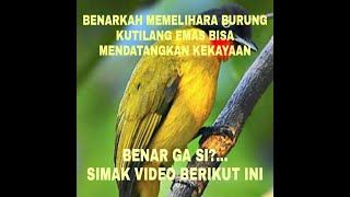 MEMELIHARA BURUNG KUTILANG EMAS BISA MENDATANGKAN KEKAYAAN ?..MITOS/FAKTA