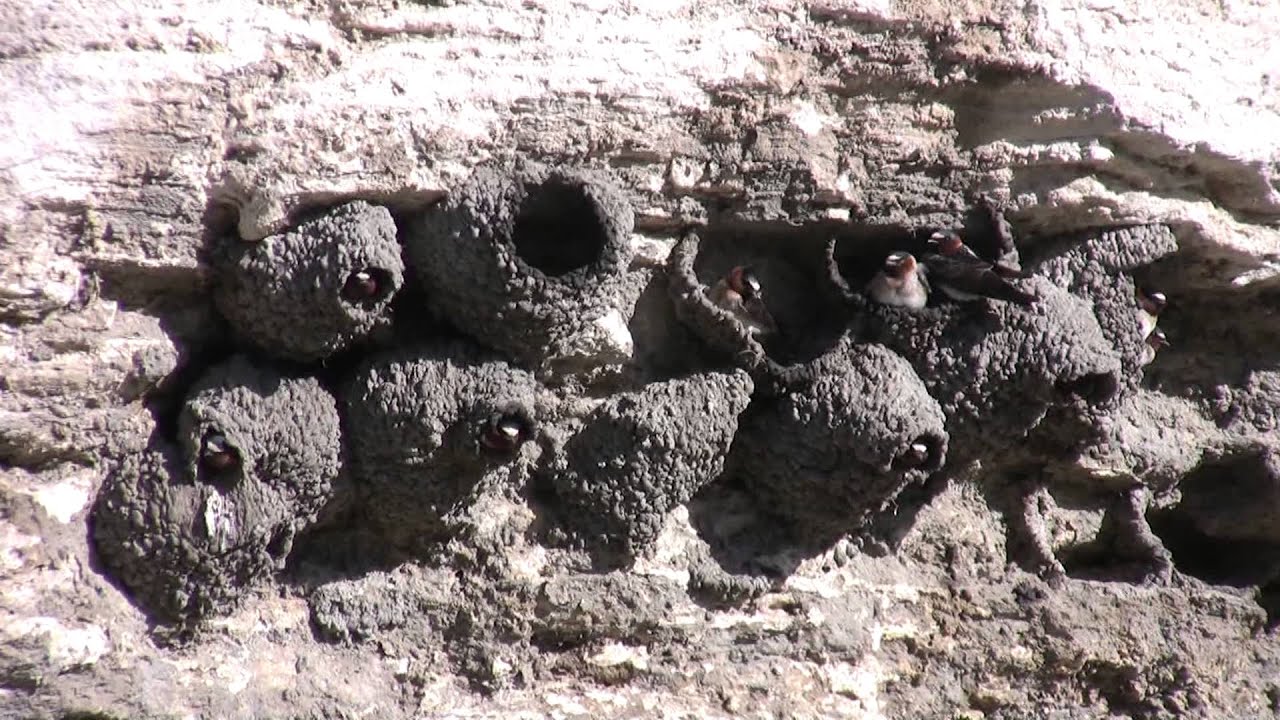 Cliff Swallow colony