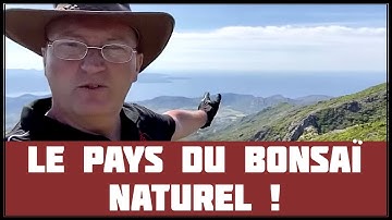 FAIRE DU BONSAÏ EN CORSE 🌱 NEJIKAN BONSAI 🌱