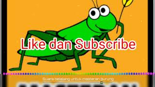 Suara Belalang untuk master burung_ SULTAN AKBAR