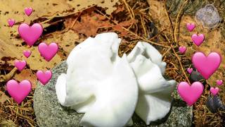 Isopods Eat Whipped Cream